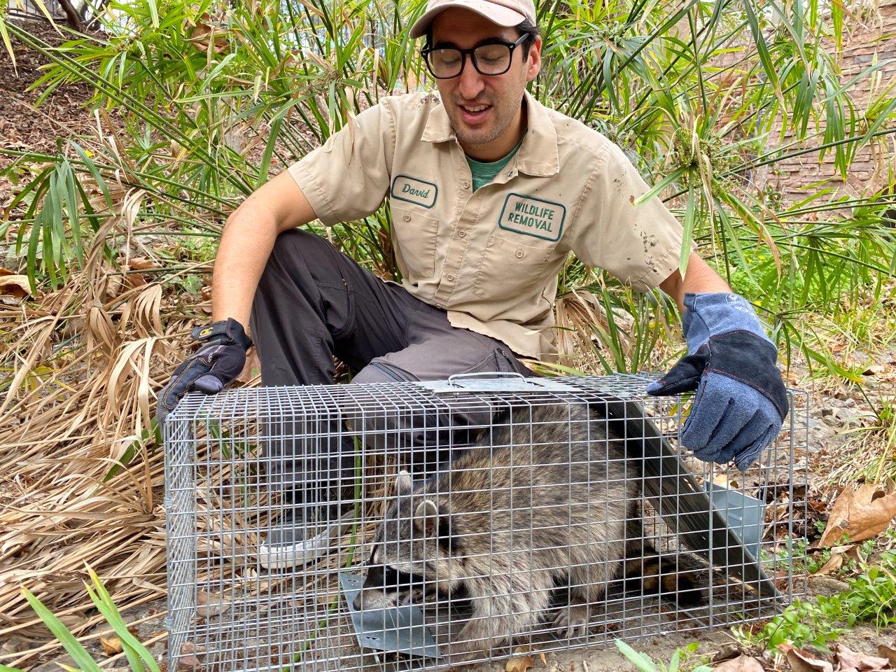 Virginia Beach raccoon trapping
